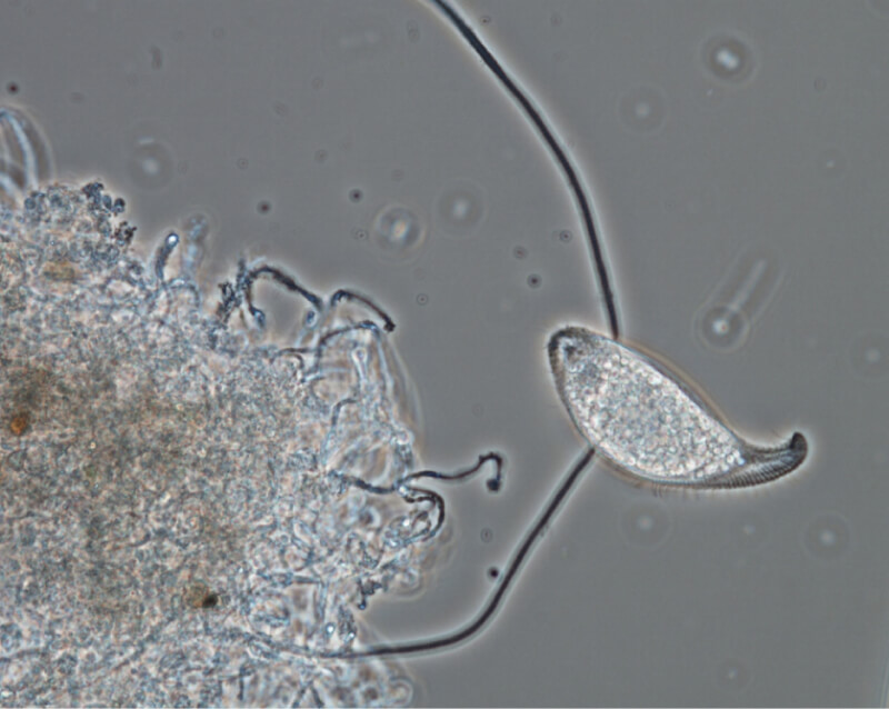 Microscope